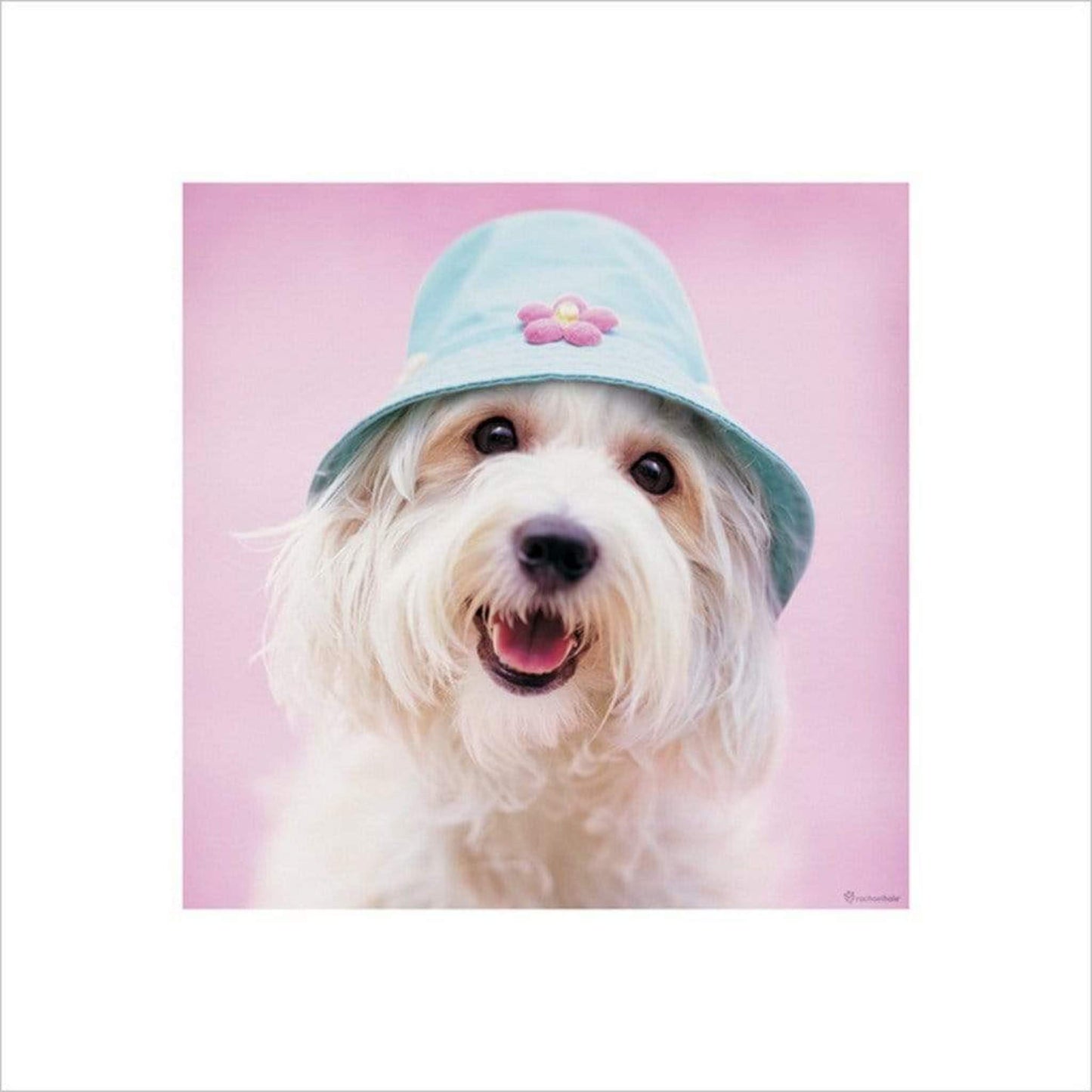 Kunstdruck Rachael Hale - Cindy 40x40cm