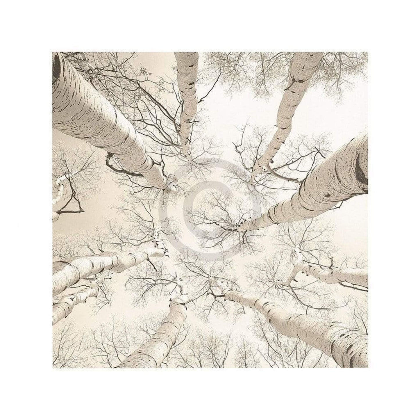 Kunstdruck Adam Brock - Silver Birch 51x51cm