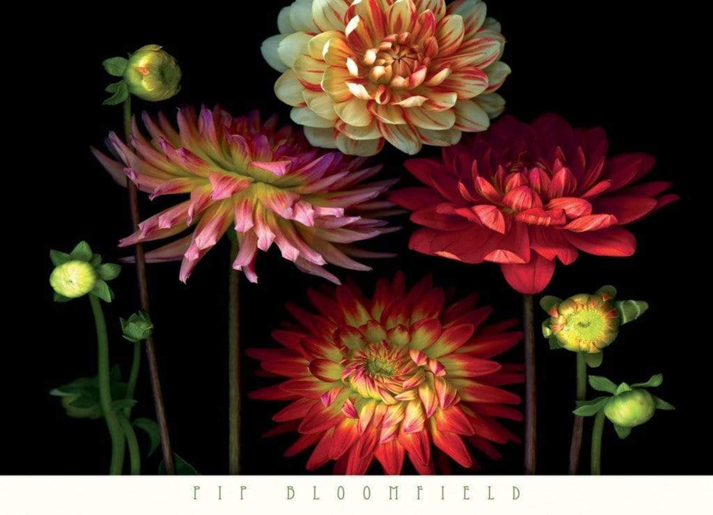 Kunstdruck Pip Bloomfield - Dahlia Garden 91x66cm