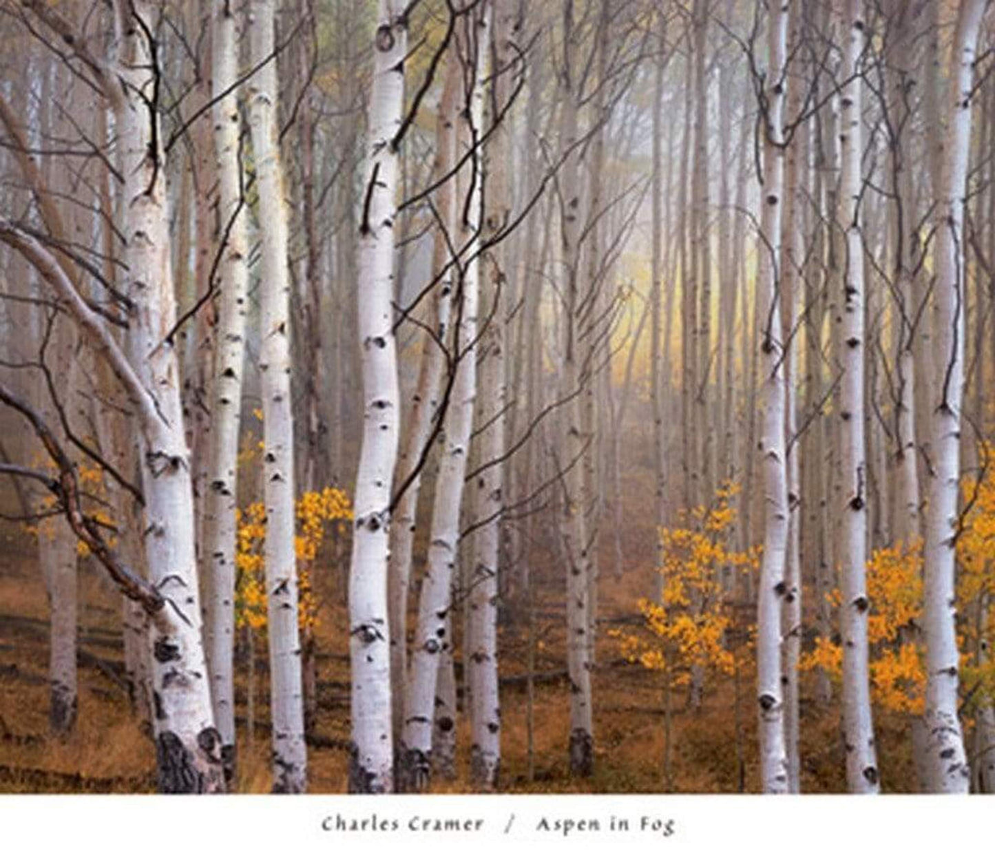 Kunstdruck Charles Cramer - Aspen in Fog 76x66cm