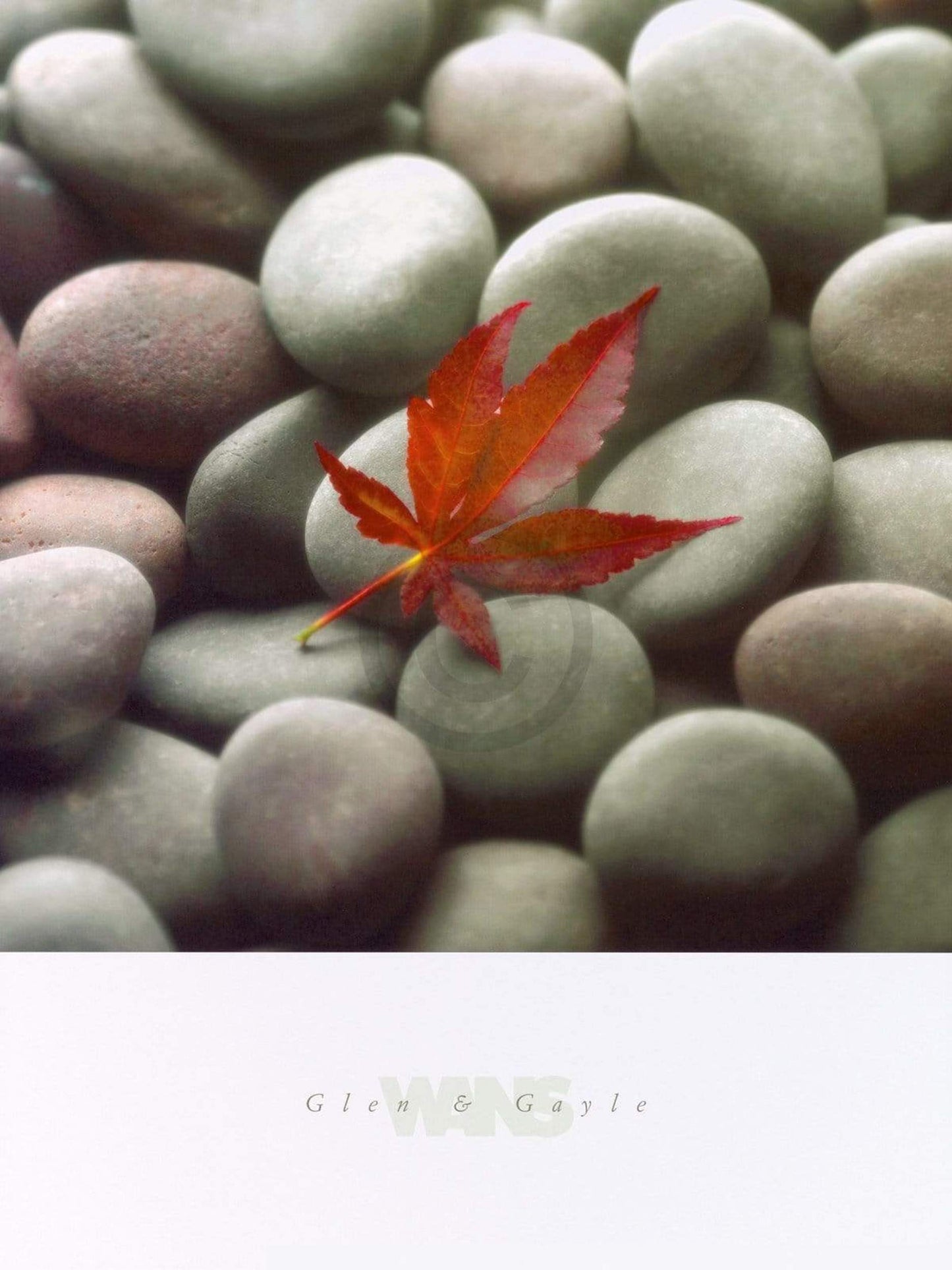 Kunstdruck Glen & Gale Wans - Leaf on Stone 45x61cm