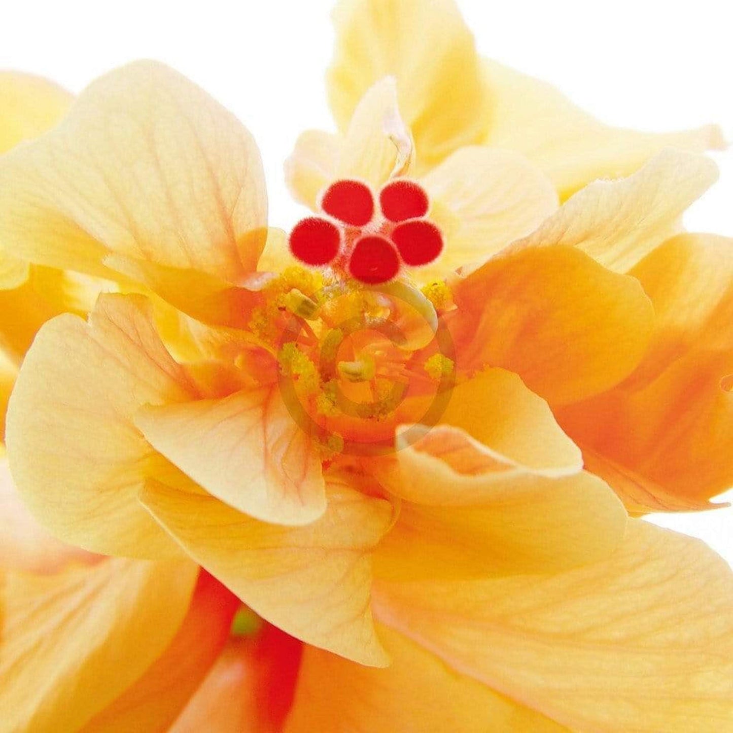 Kunstdruck Ingrid Ulmer - Bolero 50x50cm