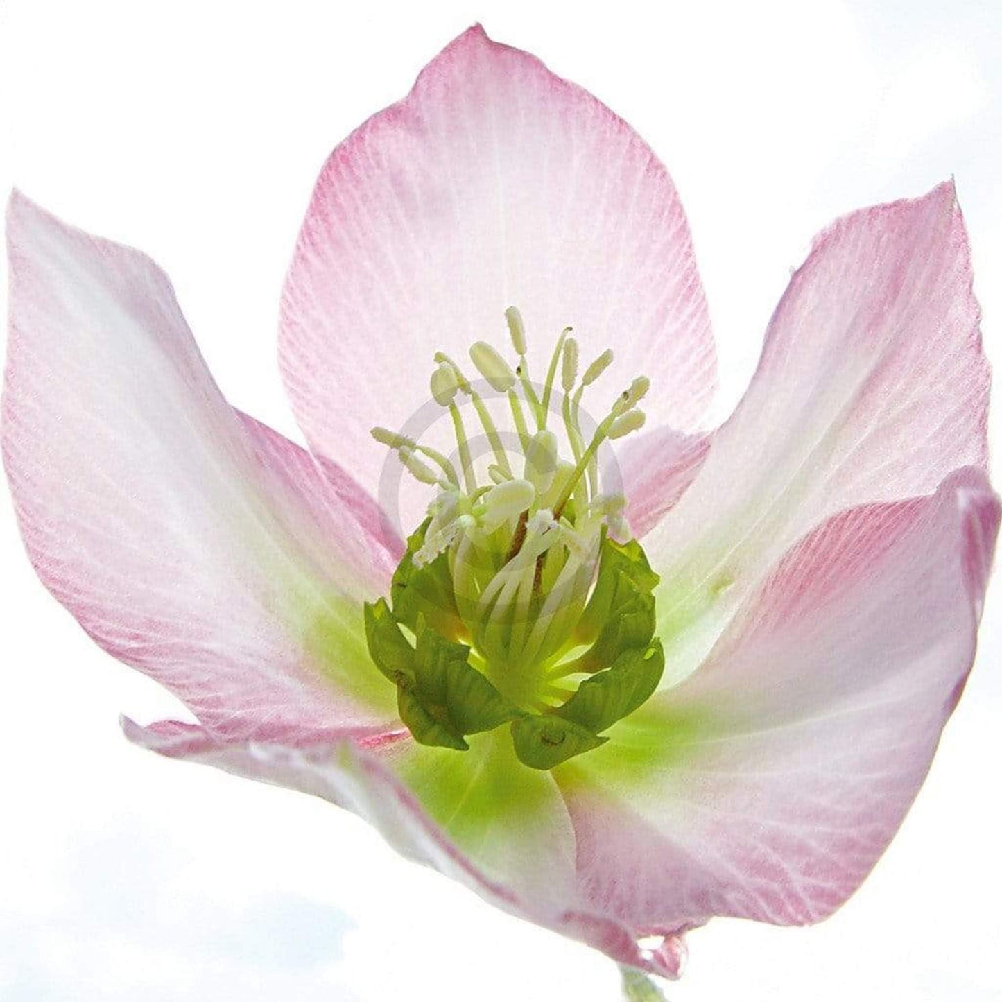 Kunstdruck Ingrid Ulmer - Schweben 50x50cm