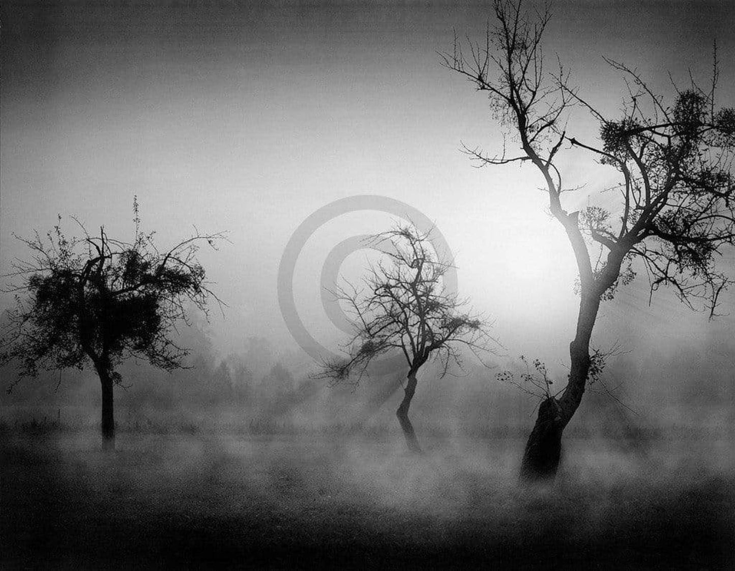 Kunstdruck Tom Weber - Bäume im Nebel II 90x70cm