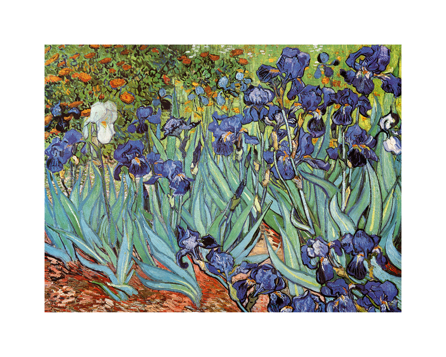 Kunstdruck Vincent Van Gogh - Iris 30x24cm