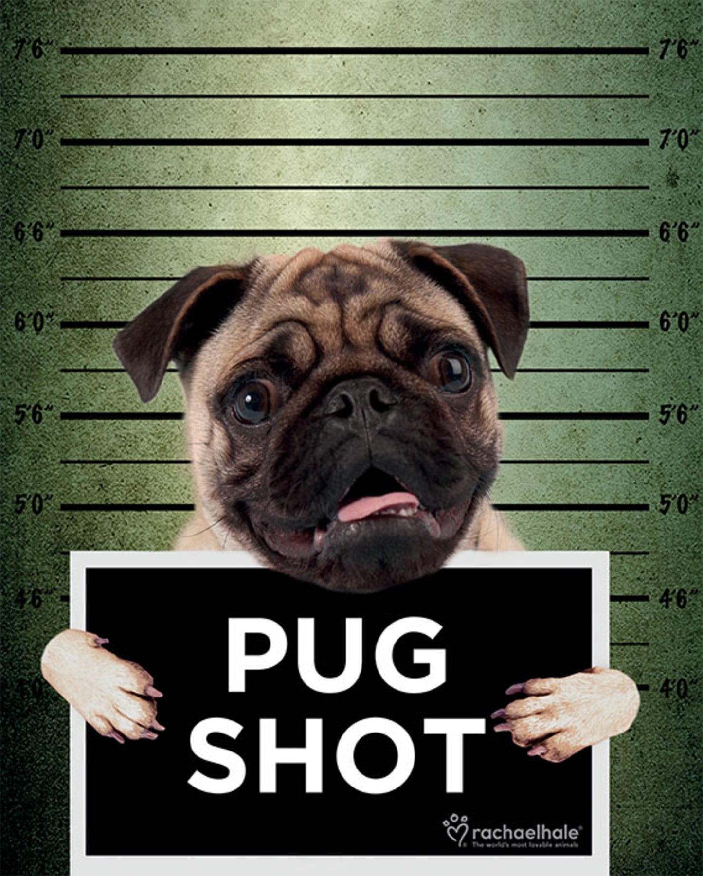 Poster Rachael Hale Pug Shot Banjo 40x50cm