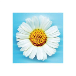 Kunstdruck Big Daisy 40x40cm