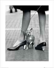 Kunstdruck Time Life Chihuahua 40x50cm