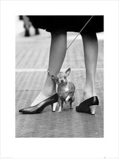 Kunstdruck Time Life Chihuahua 60x80cm