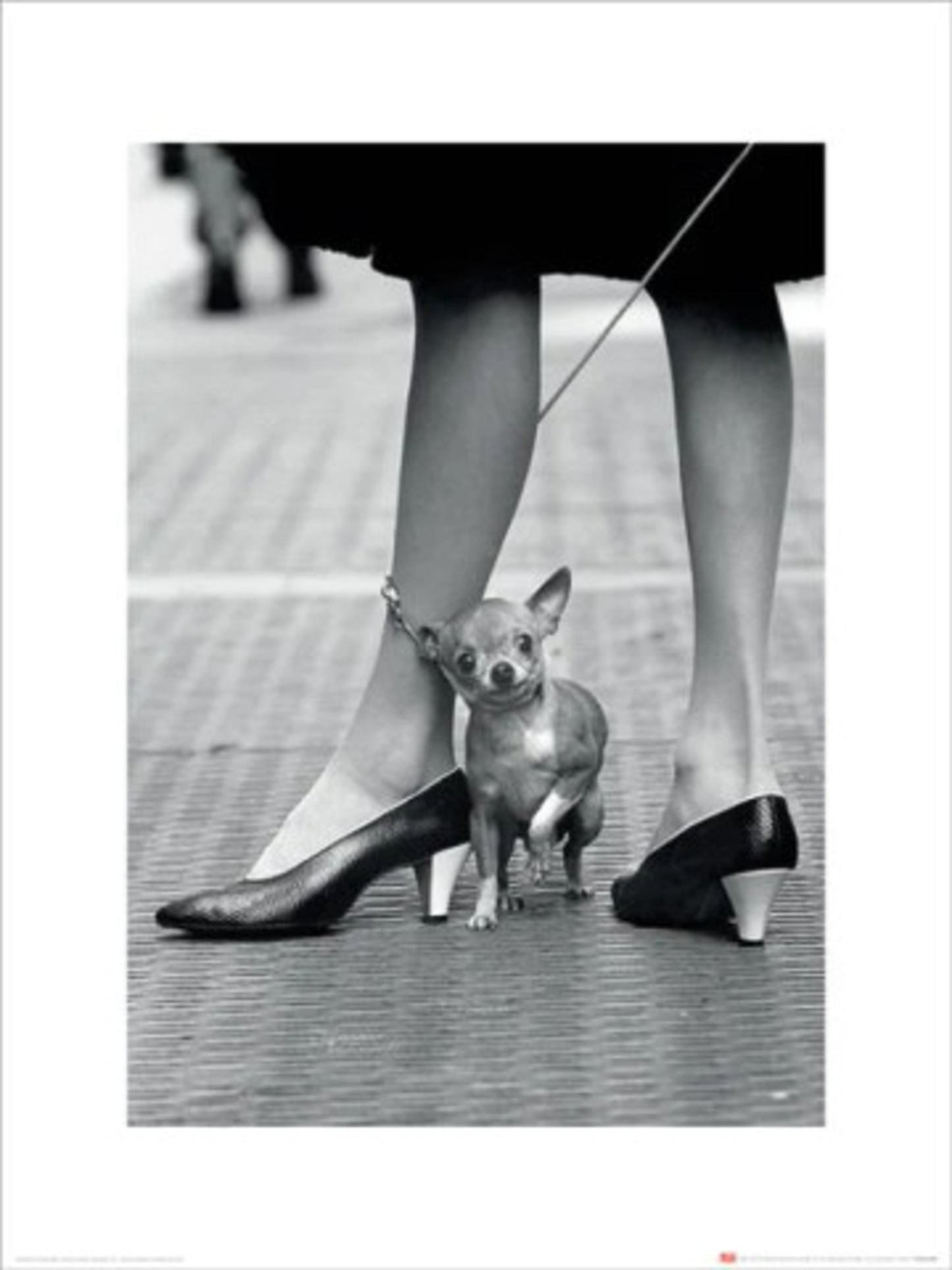 Kunstdruck Time Life Chihuahua 30x40cm