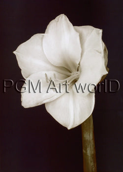 Kunstdruck Prades Fabregat - Bora Bora Flower II 50x70cm