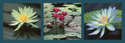 Kunstdruck Laurent Pinsard - Nenuphars 95x33cm
