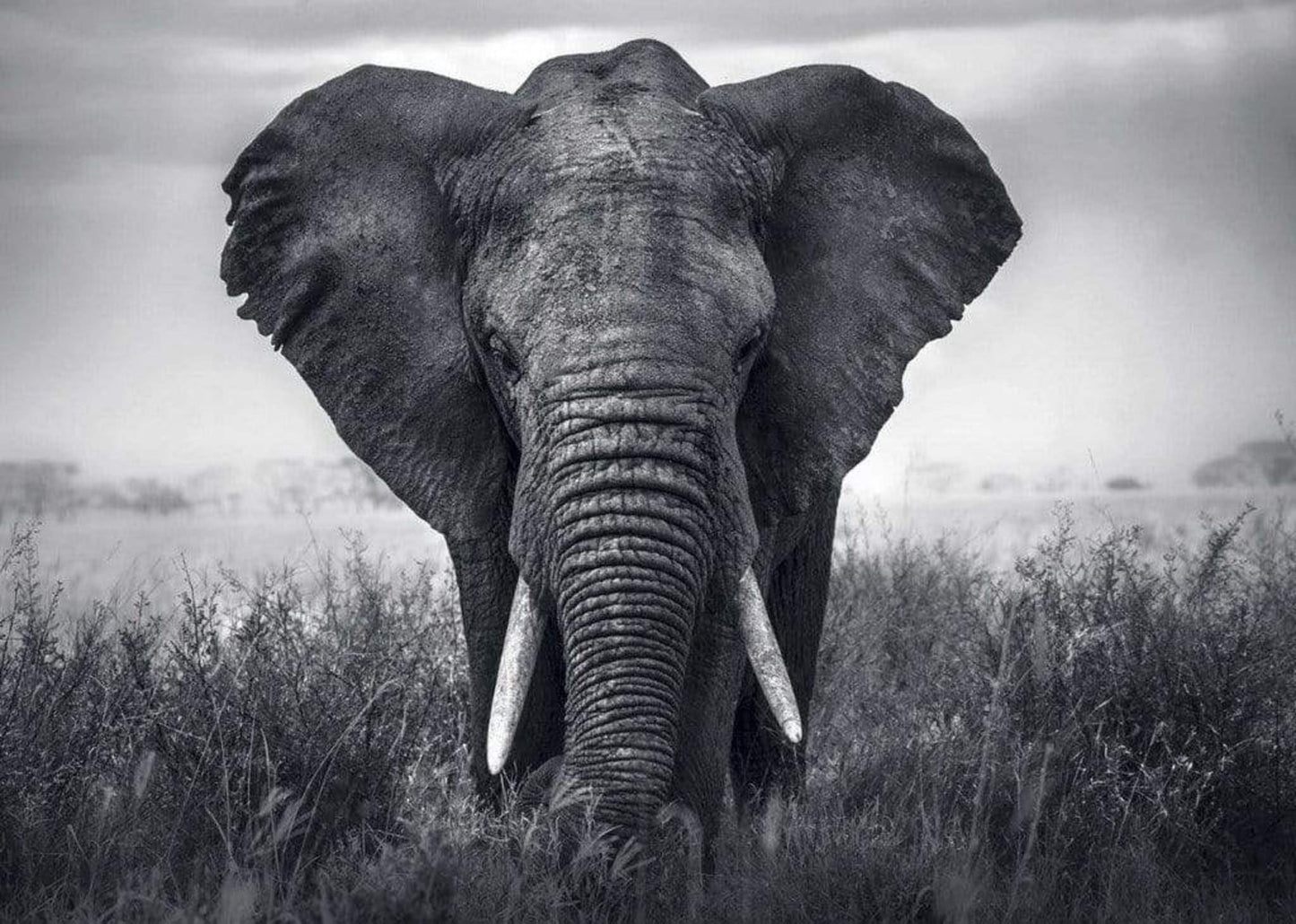 Kunstdruck Braun Studio - Eléphant 70x50cm