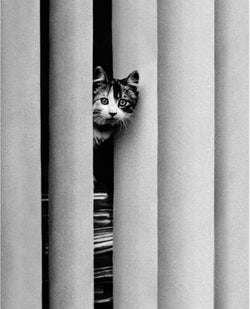 Kunstdruck Golbin - Curious Cat 40x50cm