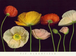 Kunstdruck Pip Bloomfield - Poppy Garden I 91x66cm