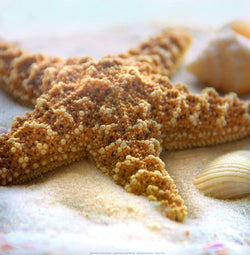 Kunstdruck Donna Geissler - Beach Shell II 30x30cm