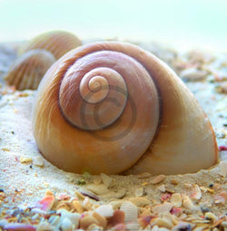 Kunstdruck Donna Geissler - Beach Shell IV 30x30cm