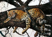 Kunstdruck Renato Casaro - Laziness 70x50cm