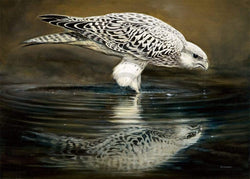 Kunstdruck Renato Casaro - Drinking Falcon 70x50cm