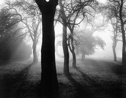 Kunstdruck Tom Weber - Bäume im Nebel I 90x70cm