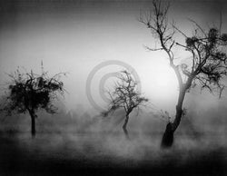 Kunstdruck Tom Weber - Bäume im Nebel II 90x70cm