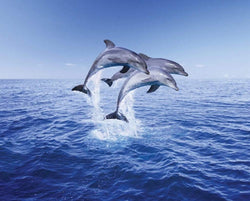 Poster Dolphin Trio 50x40cm