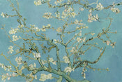 Poster Van Gogh Almond Blossom 91,5x61cm