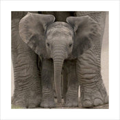 Kunstdruck Big Ears Baby Elephant 40x40cm